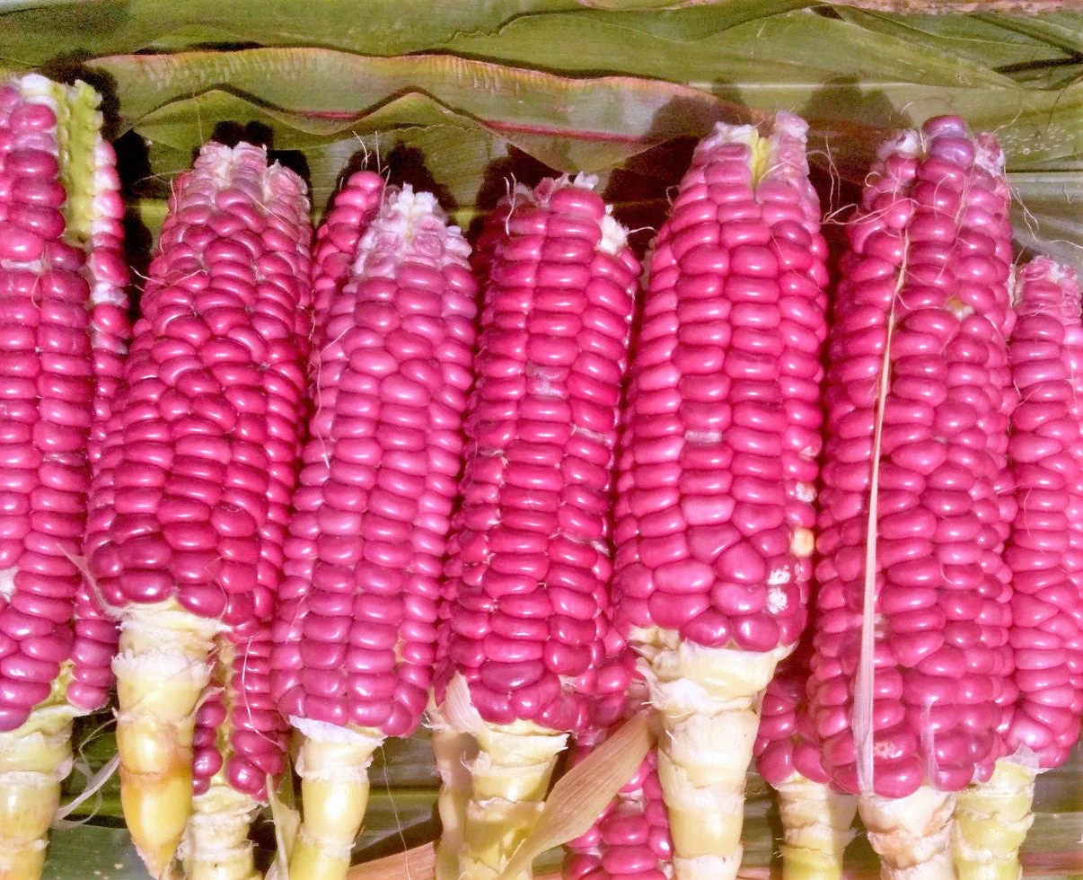 Neon Pink Popcorn (Ornamental Corn) - Image 6