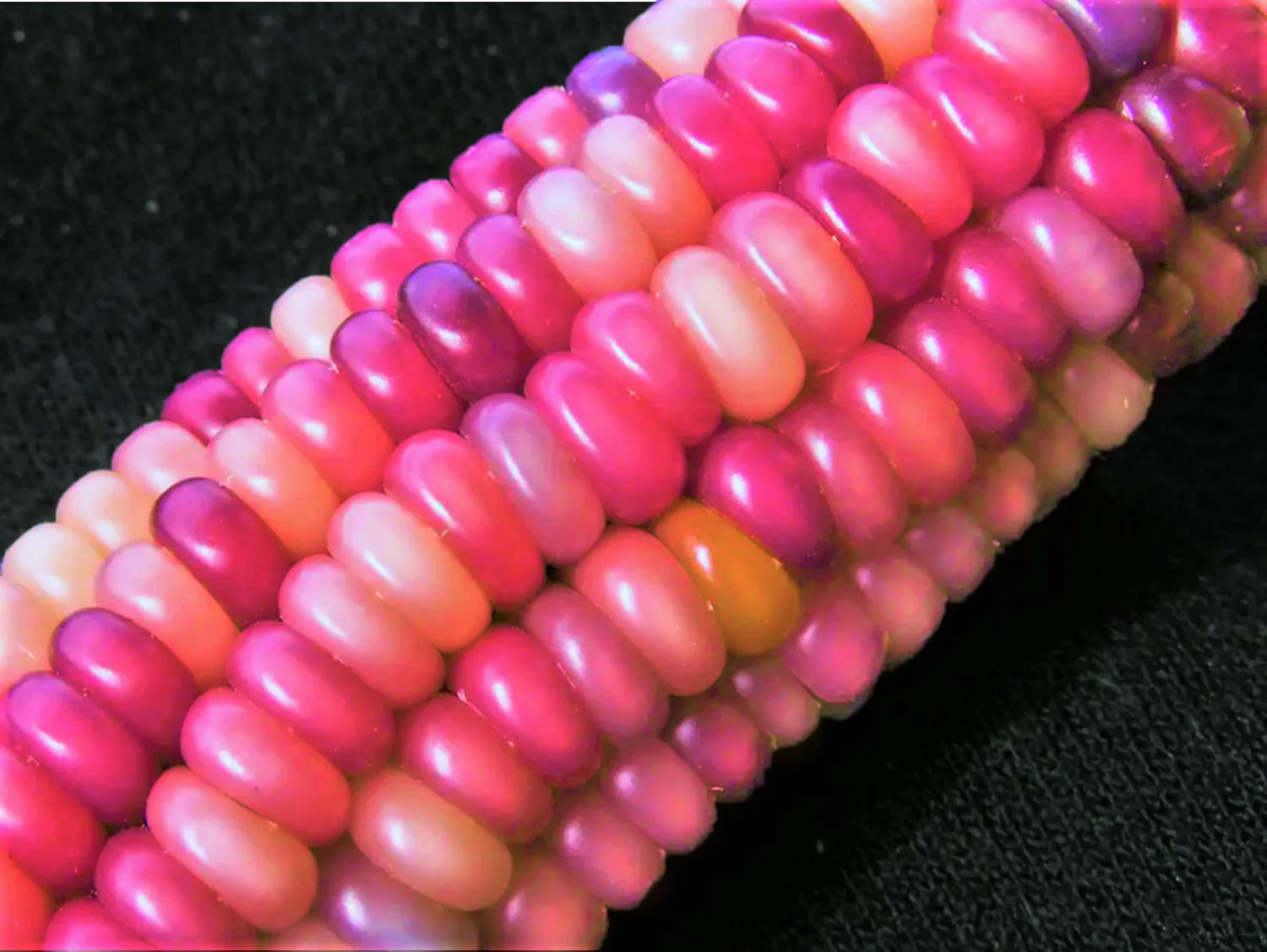 Neon Pink Popcorn (Ornamental Corn) - Image 7