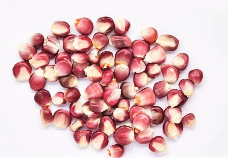Neon Pink Popcorn (Ornamental Corn) - Image 8