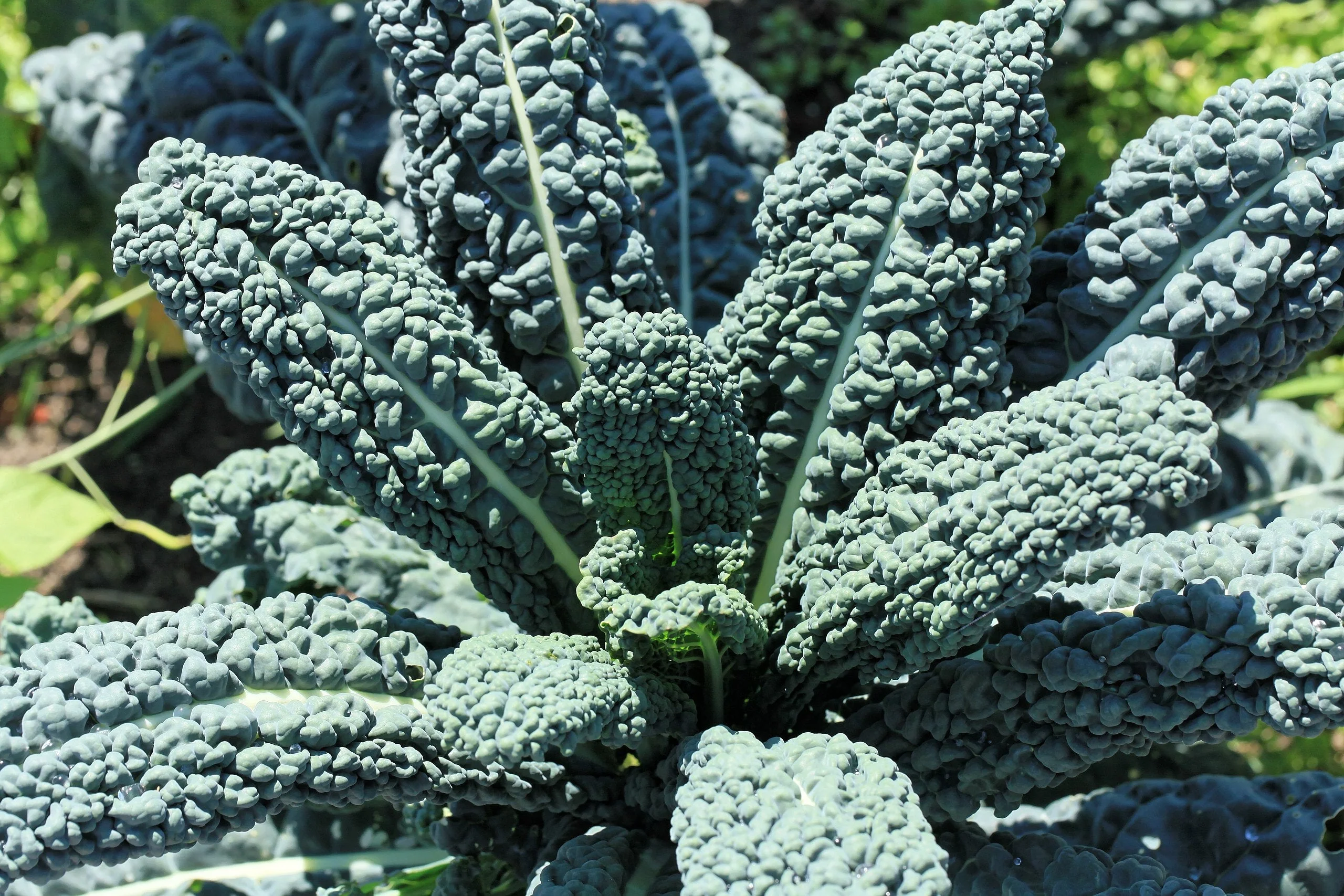 Nero di Toscana Kale (Cavalo Nero) - Image 3