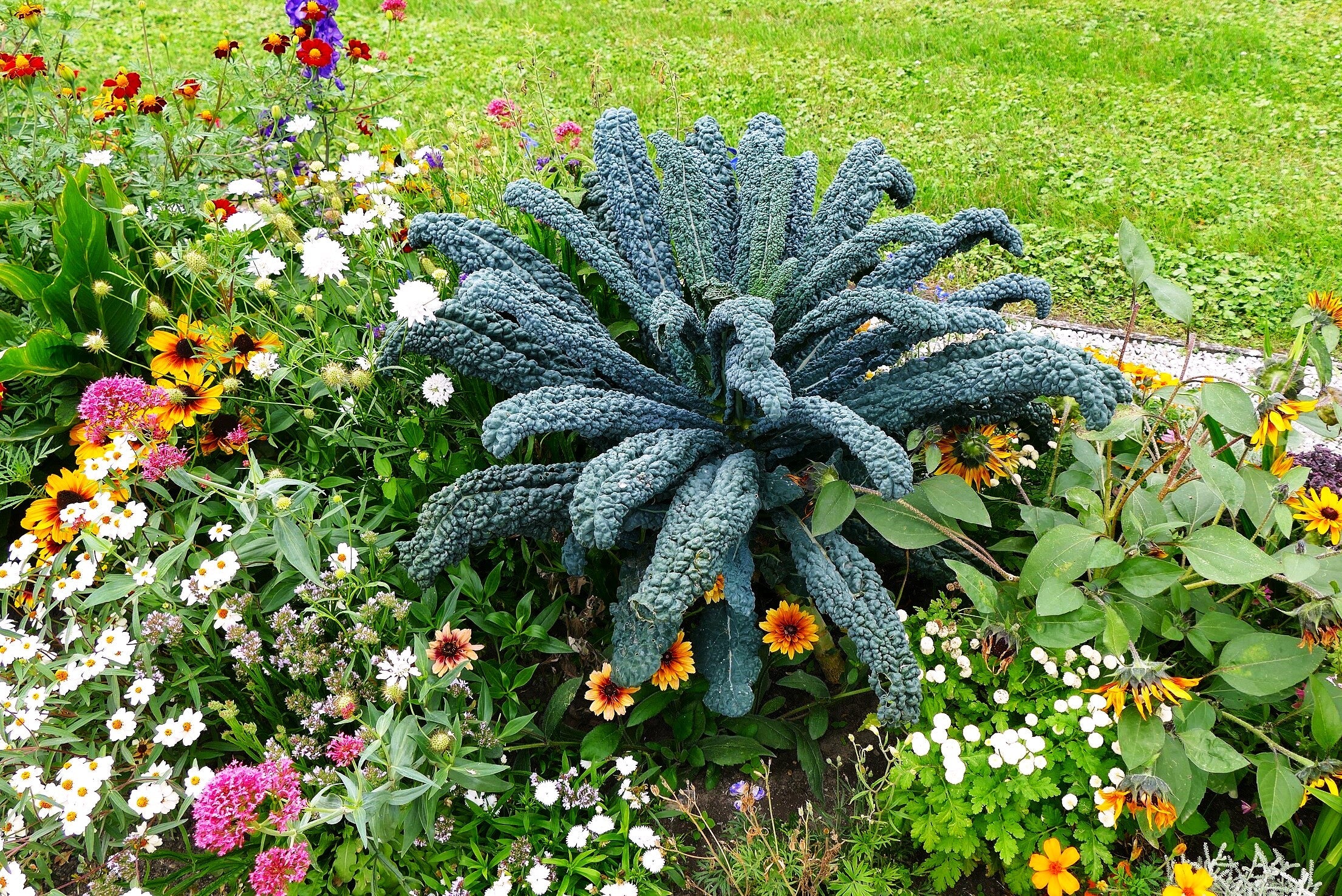 Nero di Toscana Kale (Cavalo Nero) - Image 4