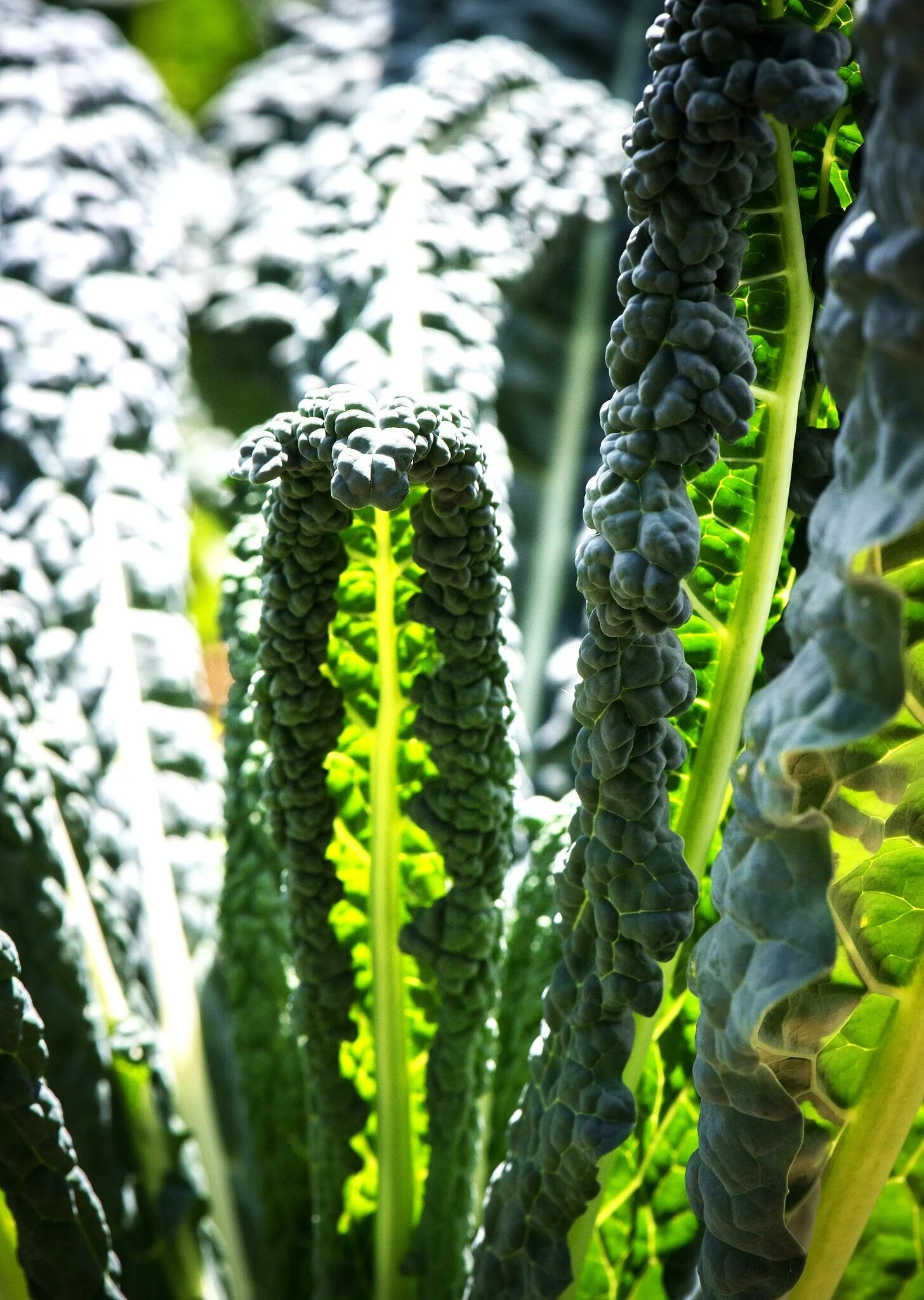 Nero di Toscana Kale (Cavalo Nero) - Image 5