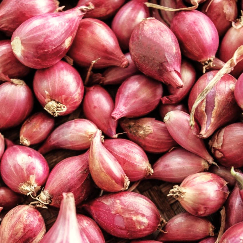 Nero Shallot Sets (Bulbs)