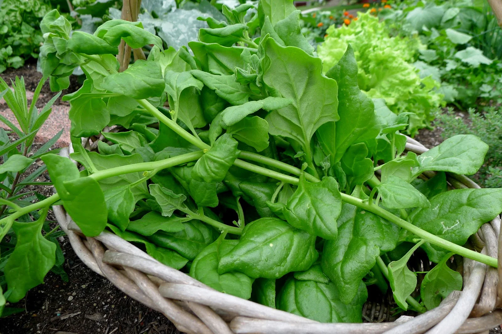 New Zealand Spinach - Image 3