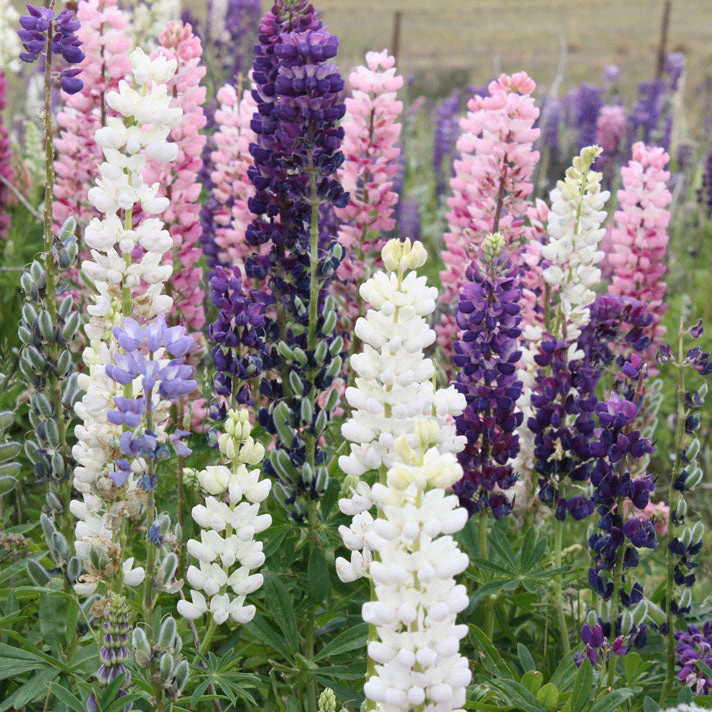Noble Maiden White Russell Lupine - Image 10