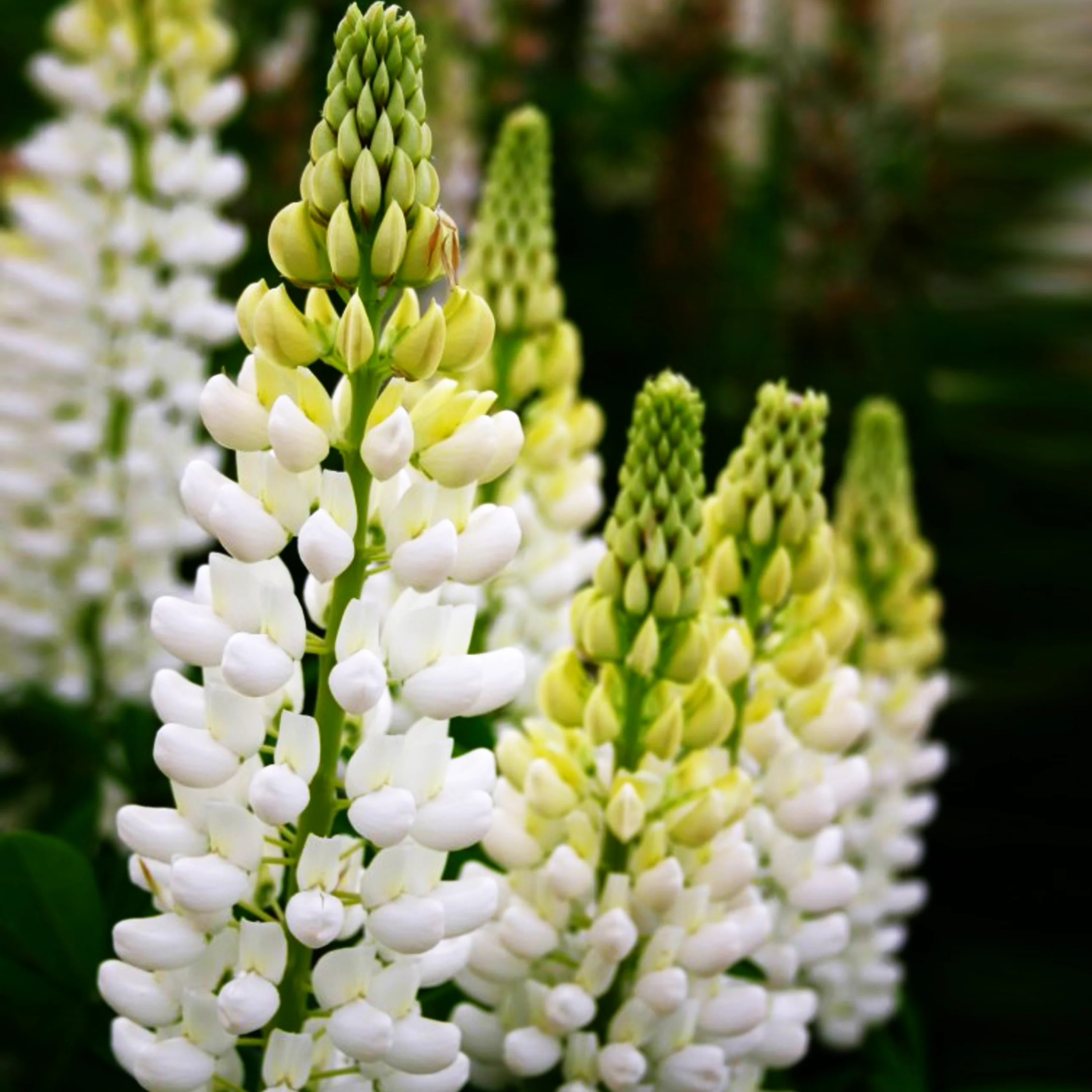 Noble Maiden White Russell Lupine - Image 2
