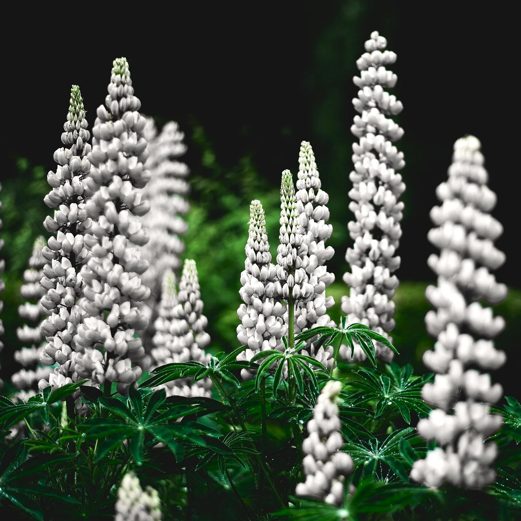 Noble Maiden White Russell Lupine - Image 3