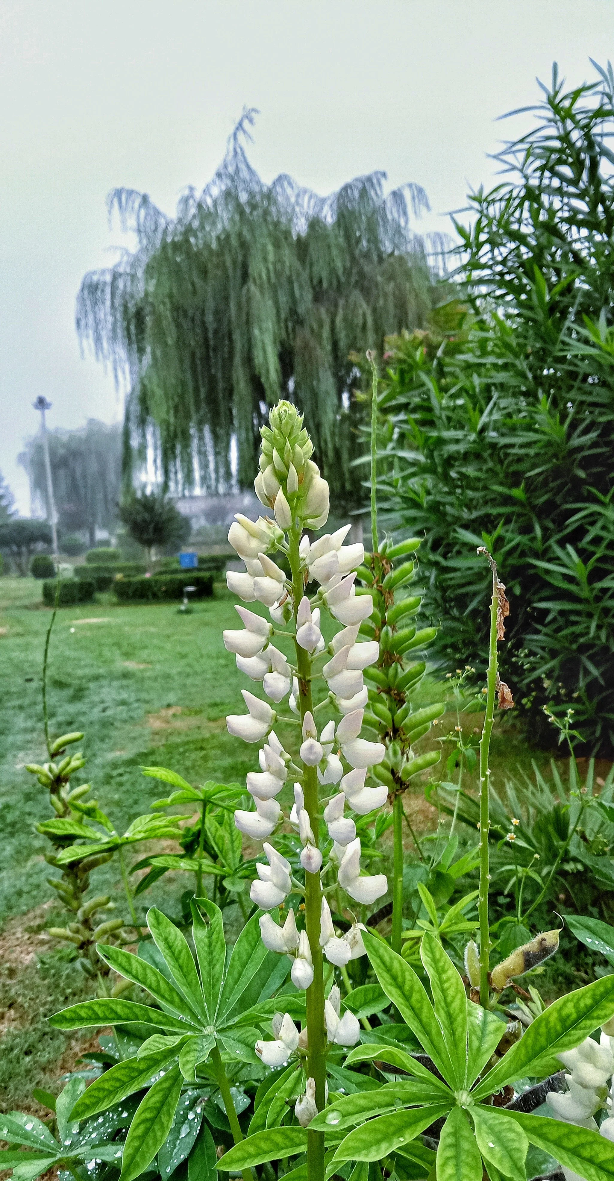 Noble Maiden White Russell Lupine - Image 4