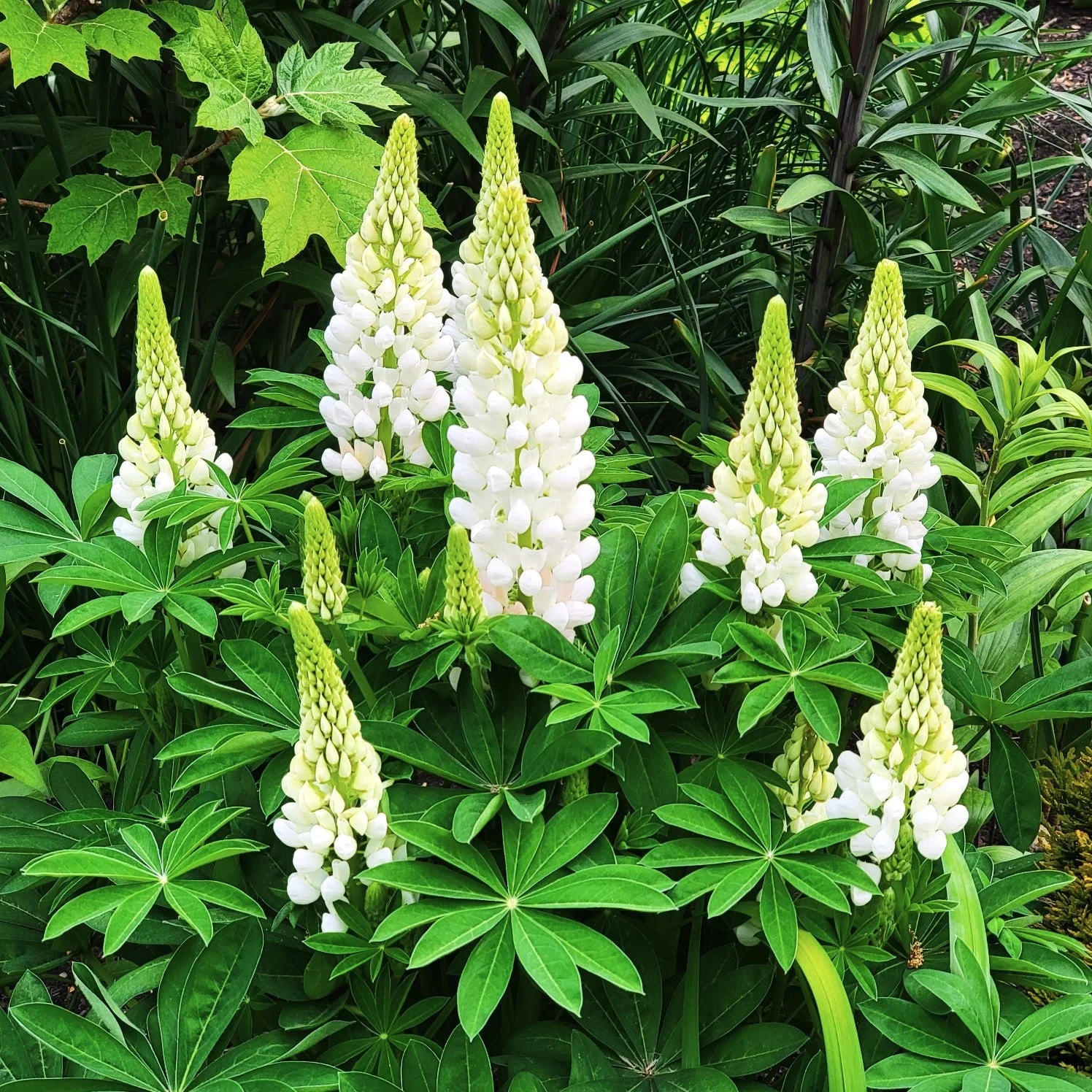 Noble Maiden White Russell Lupine - Image 5