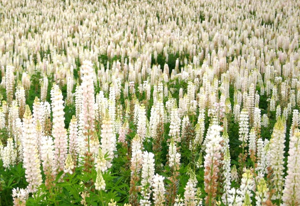 Noble Maiden White Russell Lupine - Image 6