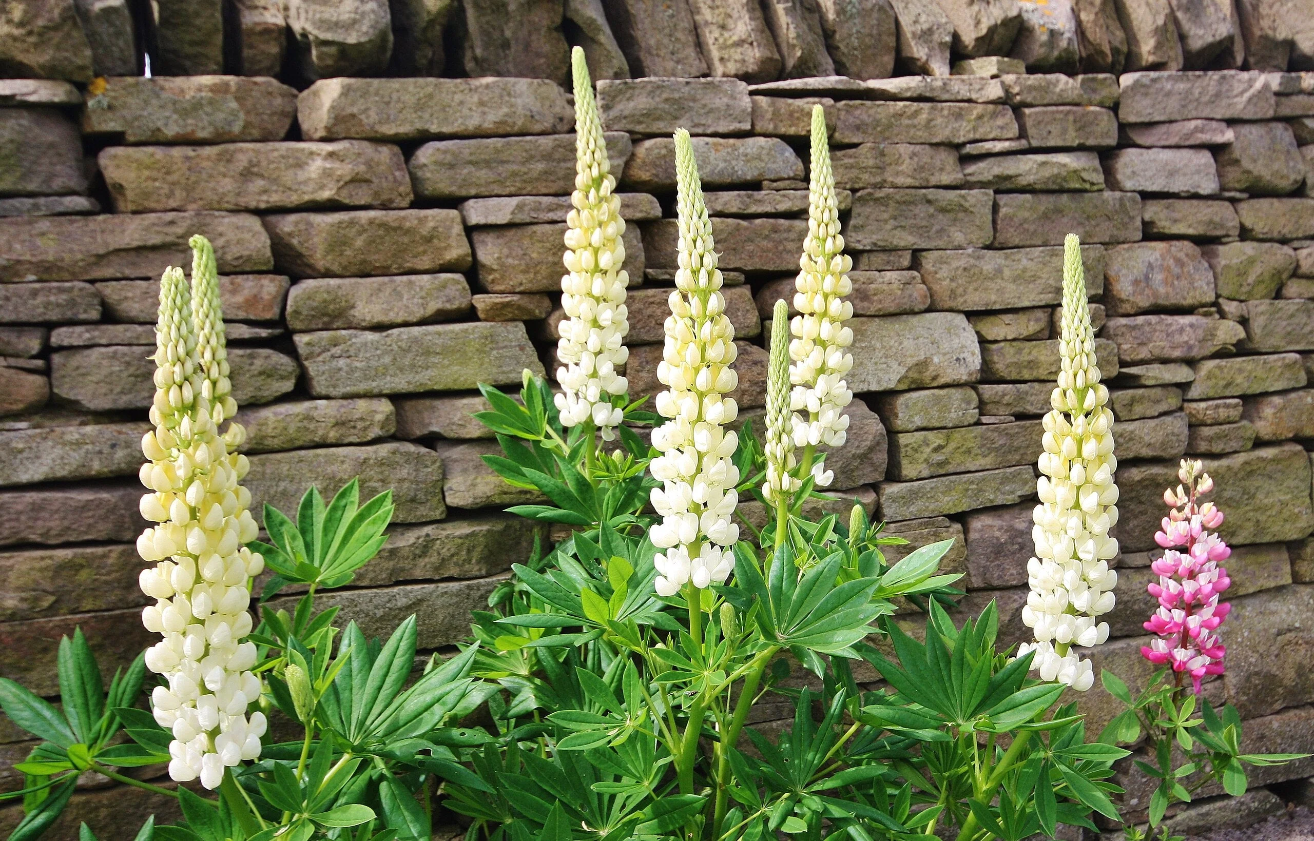 Noble Maiden White Russell Lupine - Image 7