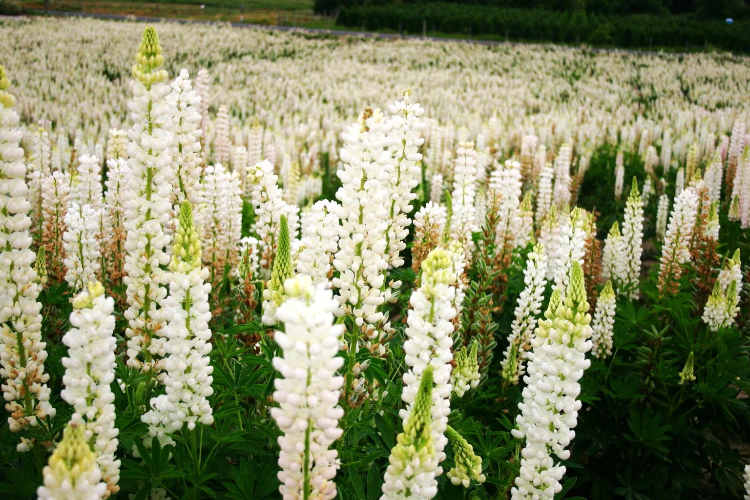 Noble Maiden White Russell Lupine - Image 9