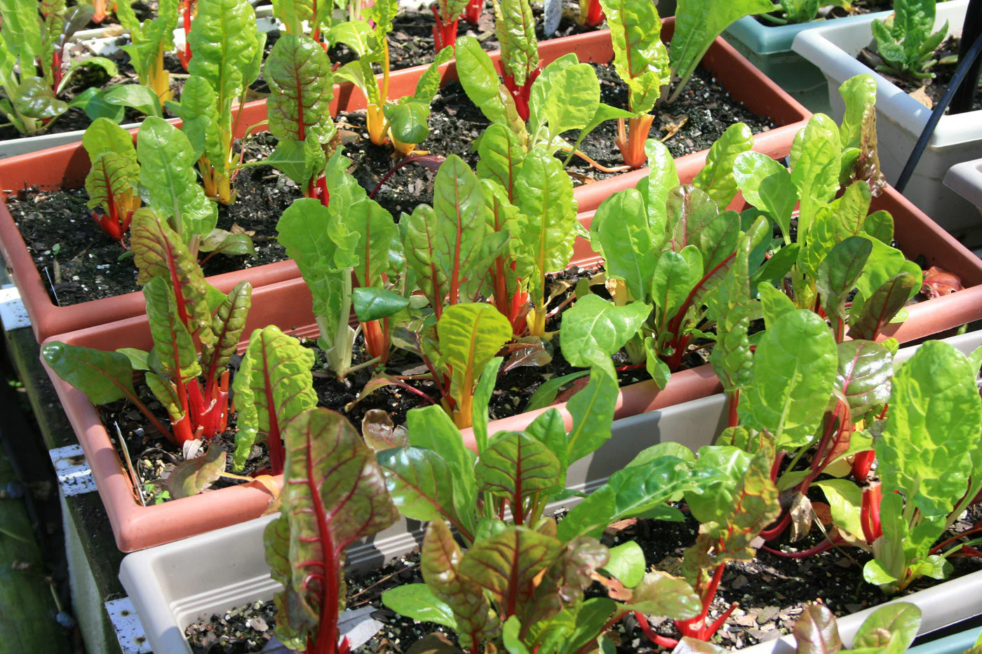 Northern Lights Mix Swiss Chard - Image 3