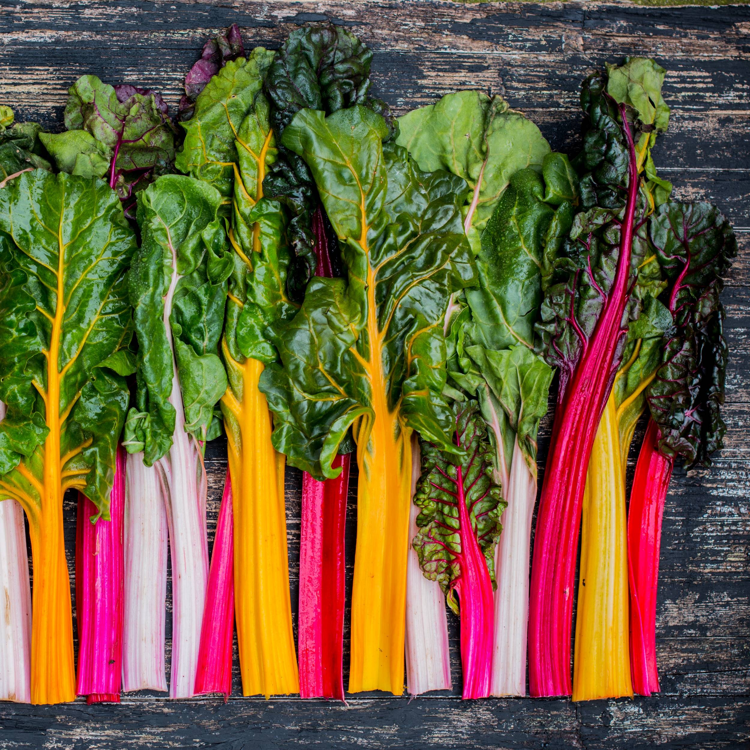 Northern Lights Mix Swiss Chard - Image 4