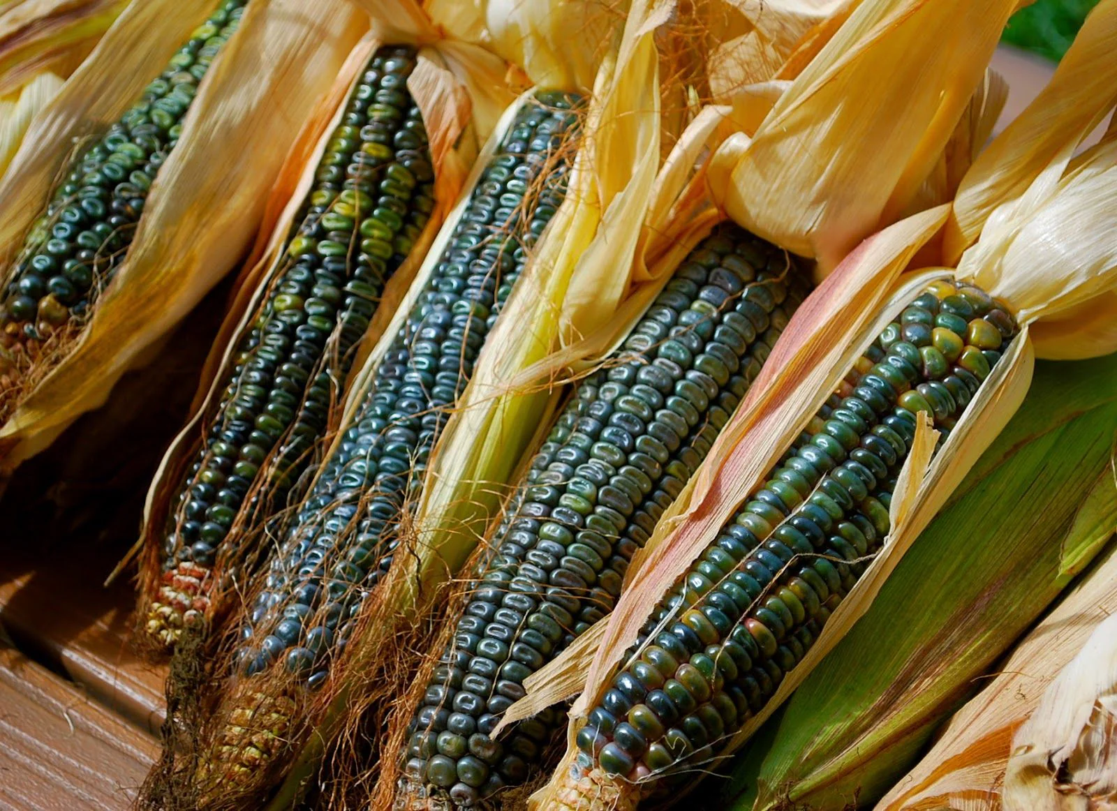 Oaxacan Green Dent Ornamental Corn - Image 3