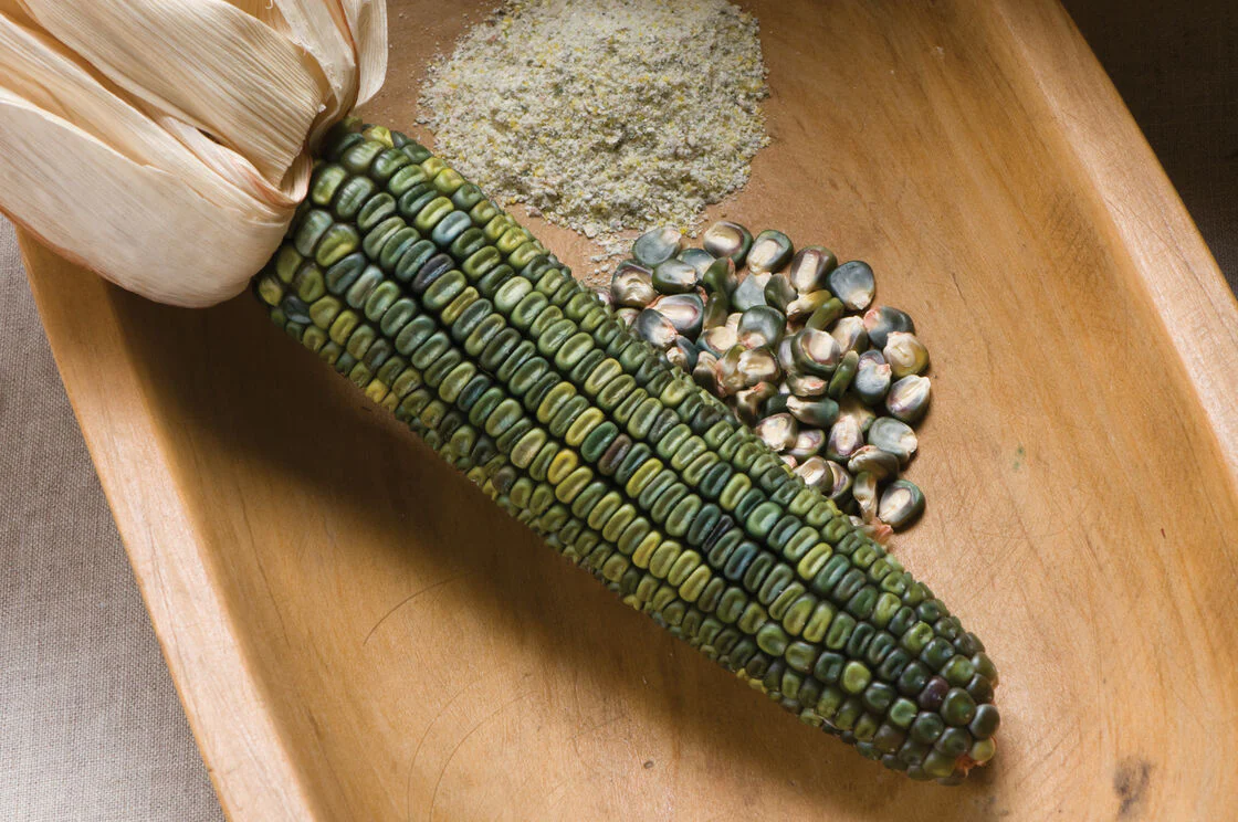 Oaxacan Green Dent Ornamental Corn - Image 4