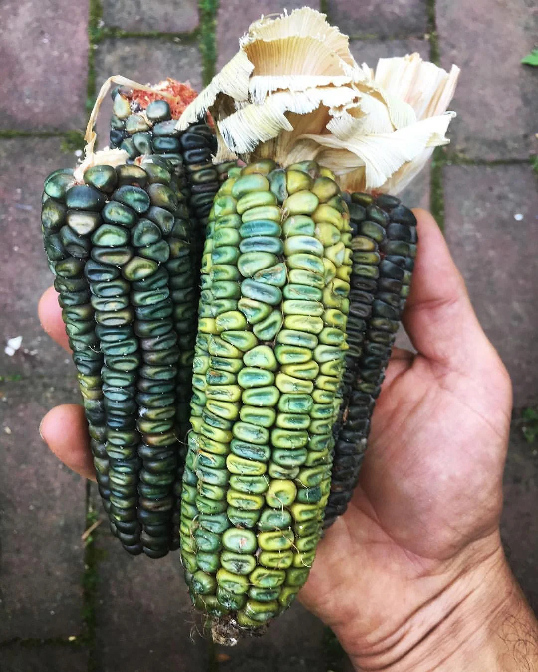 Oaxacan Green Dent Ornamental Corn - Image 6