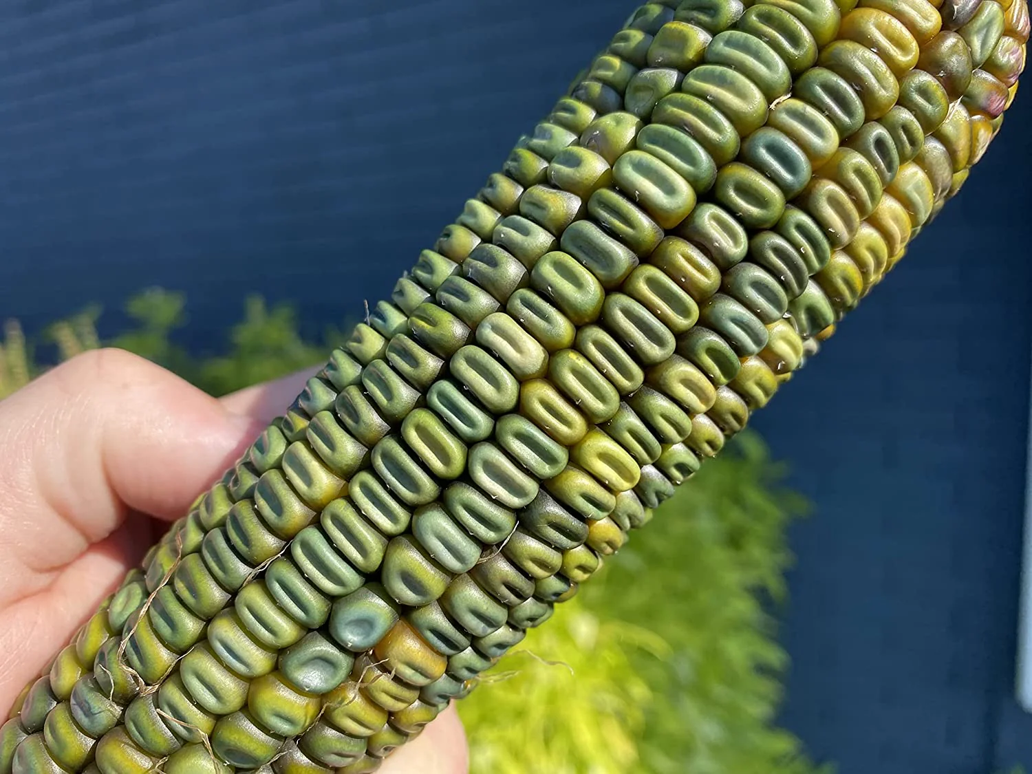 Oaxacan Green Dent Ornamental Corn - Image 7