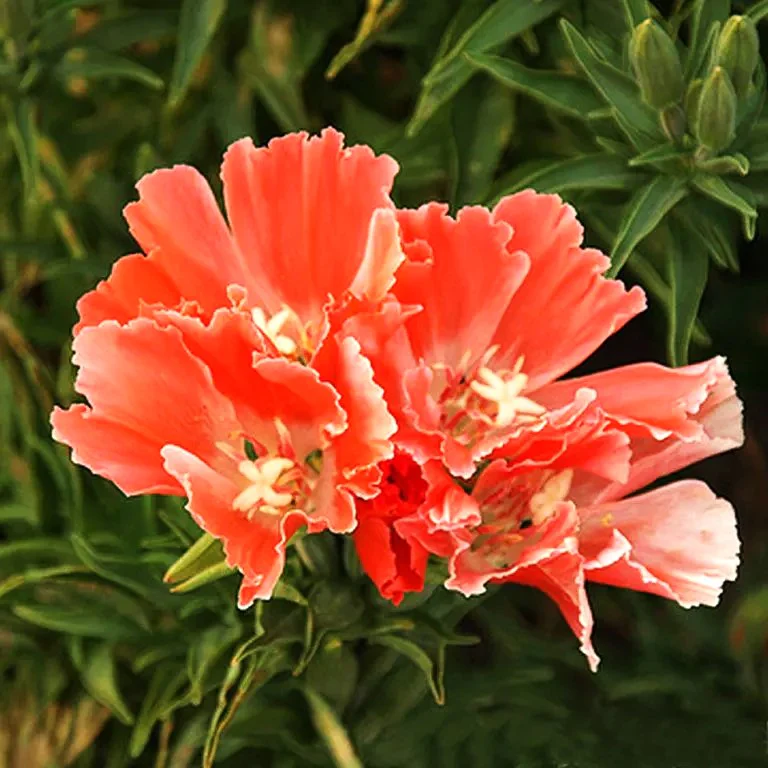 Orange Glory Godetia (Peach) - Image 3