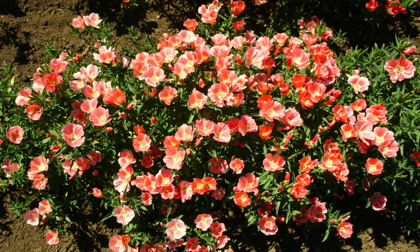 Orange Glory Godetia (Peach) - Image 4