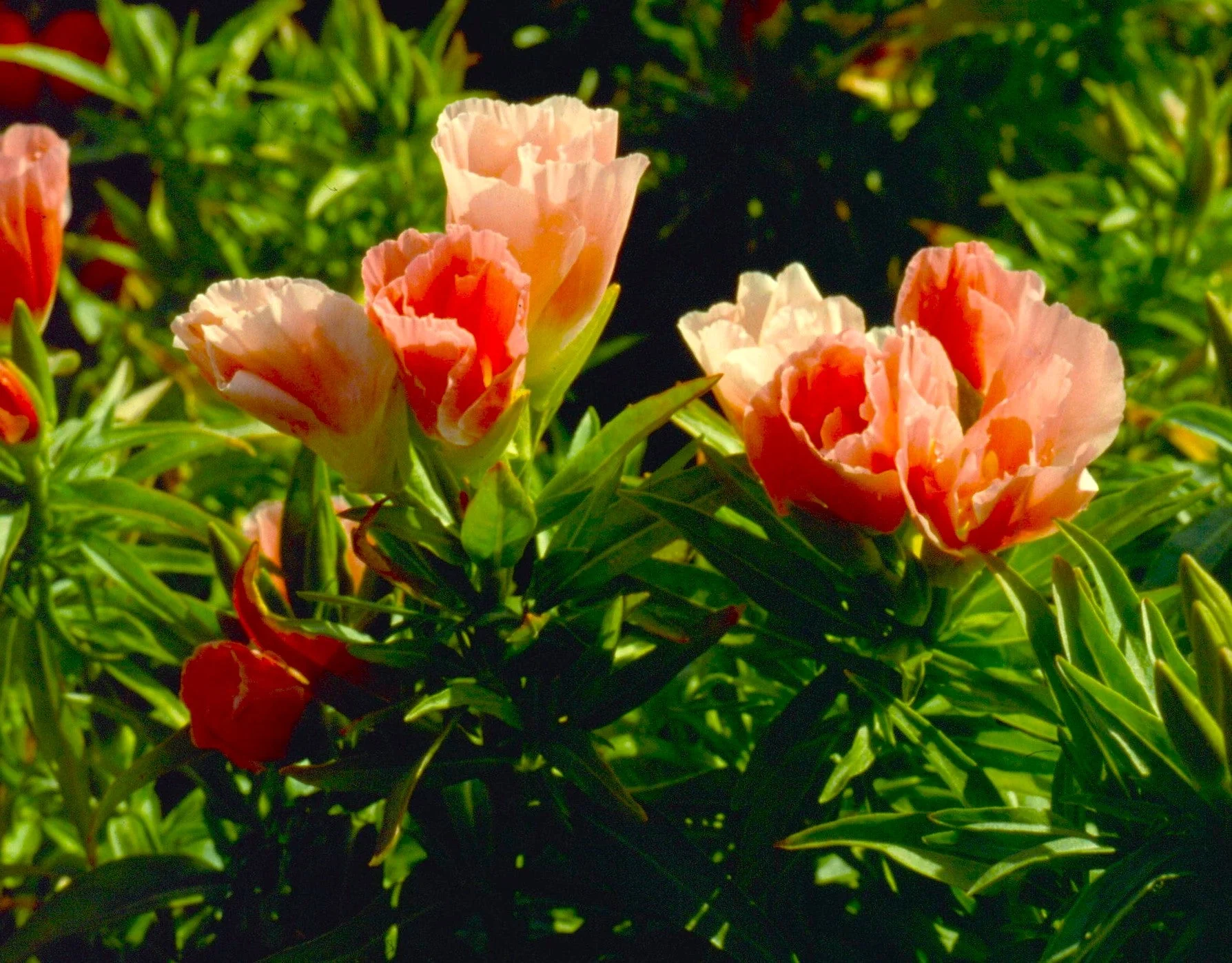 Orange Glory Godetia (Peach) - Image 7