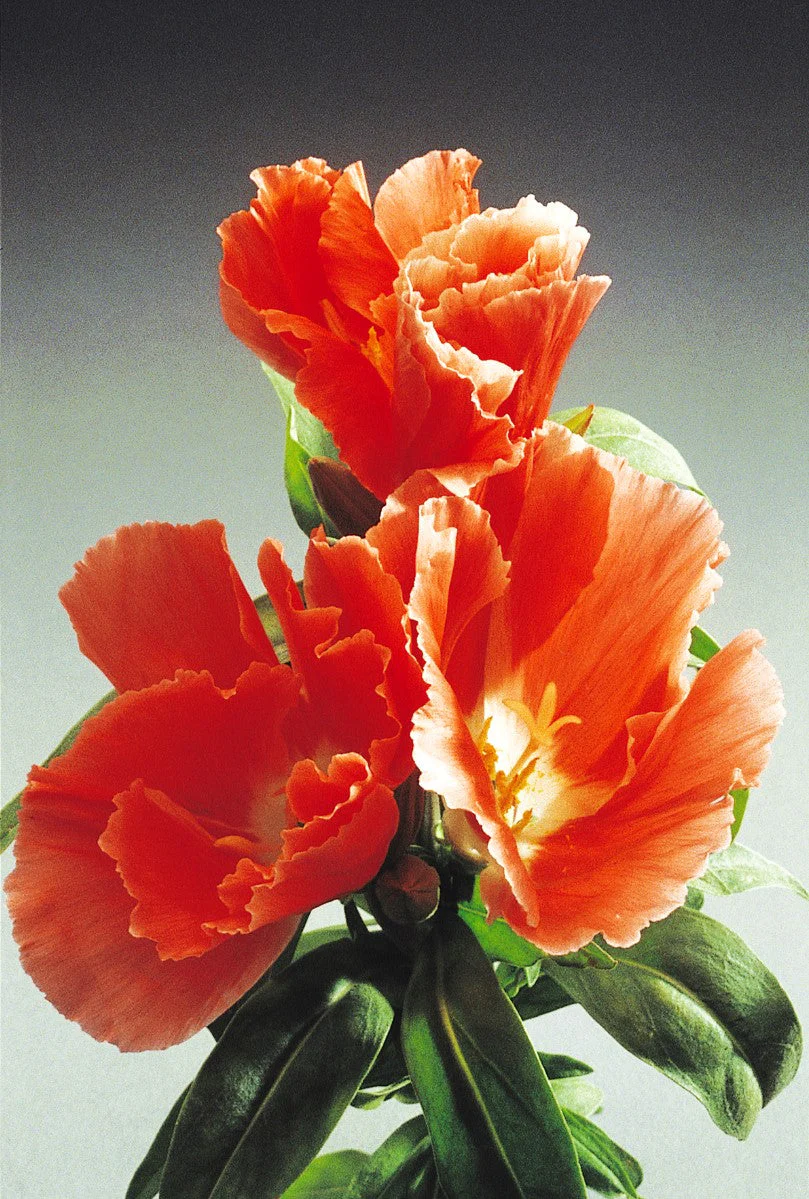 Orange Glory Godetia (Peach) - Image 9