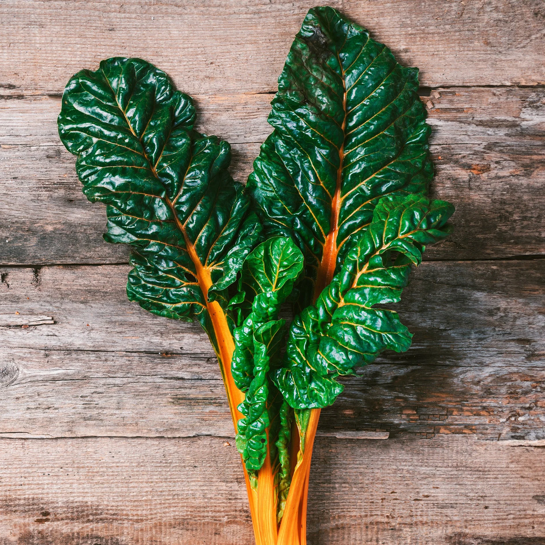 Orange Glory Swiss Chard - Image 6