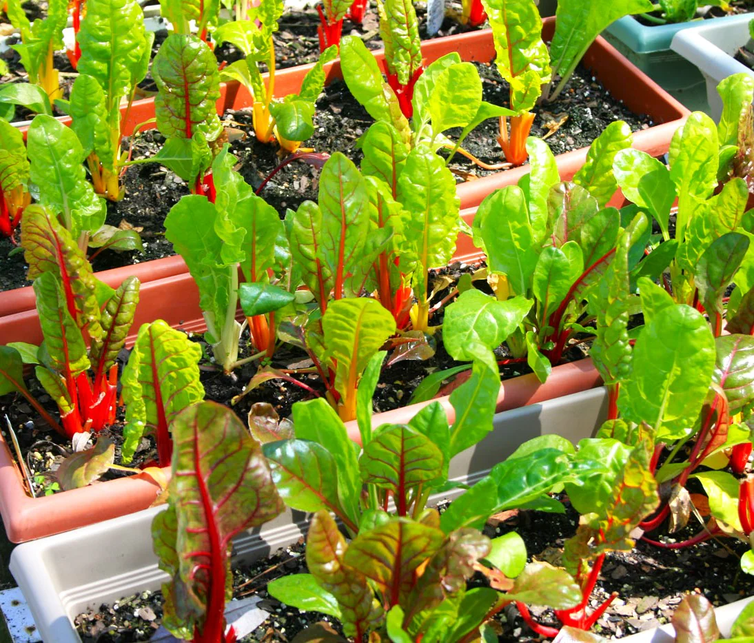 Orange Glory Swiss Chard - Image 7