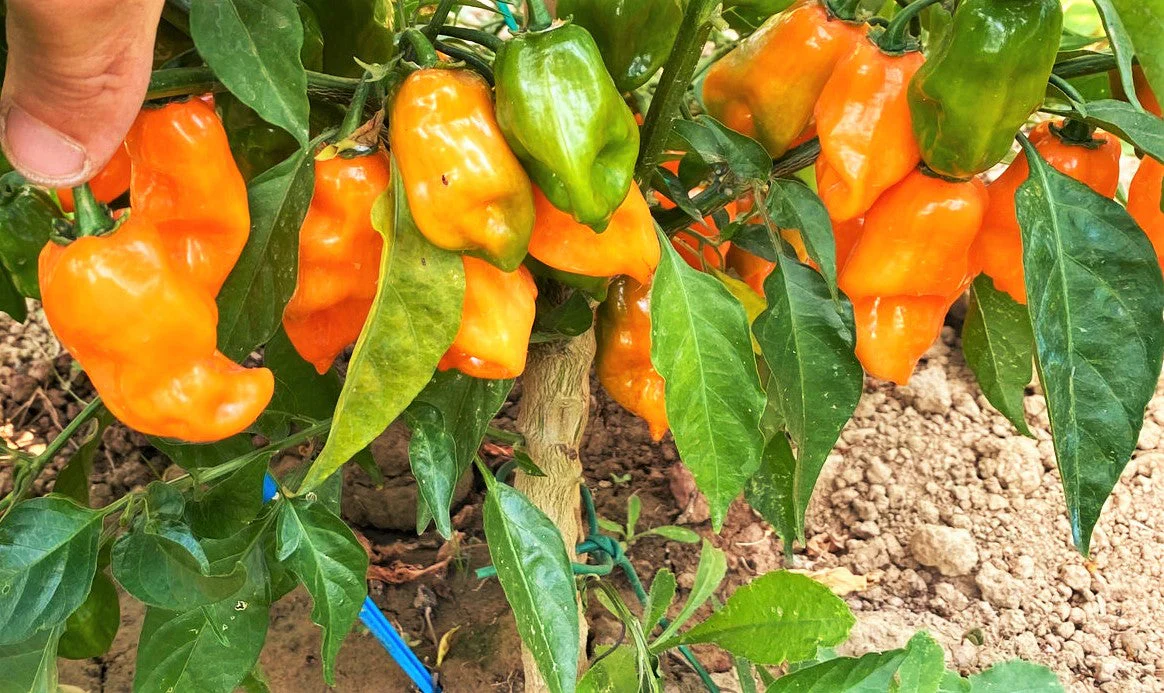 Orange Habanero Pepper - Image 3