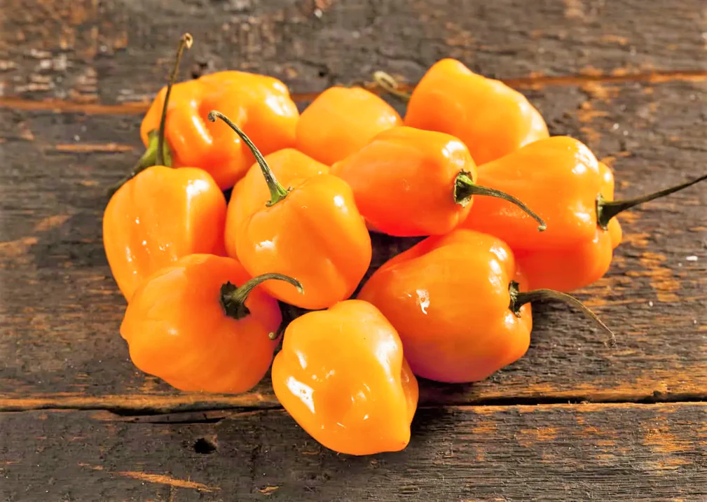 Orange Habanero Pepper - Image 6