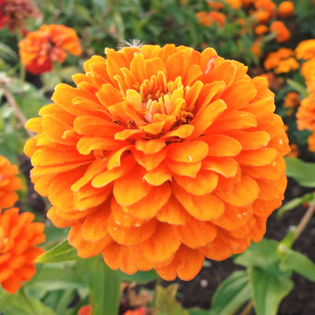 Orange King Zinnia