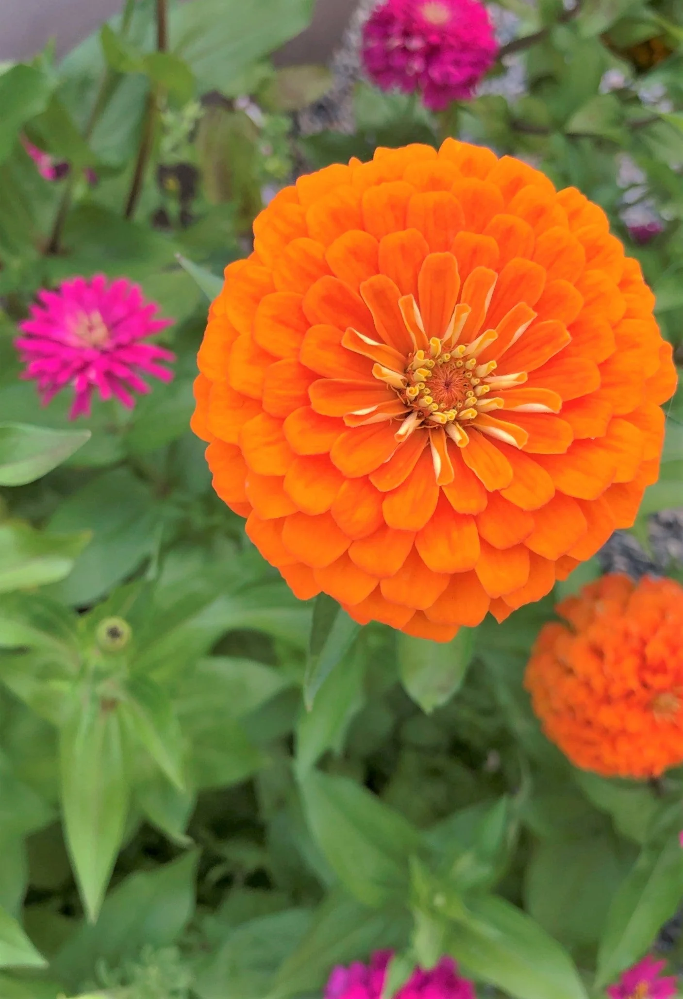 Orange King Zinnia - Image 2