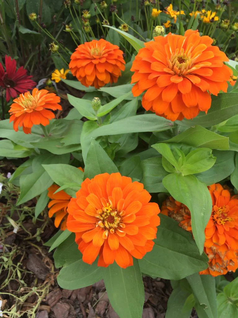 Orange King Zinnia - Image 4