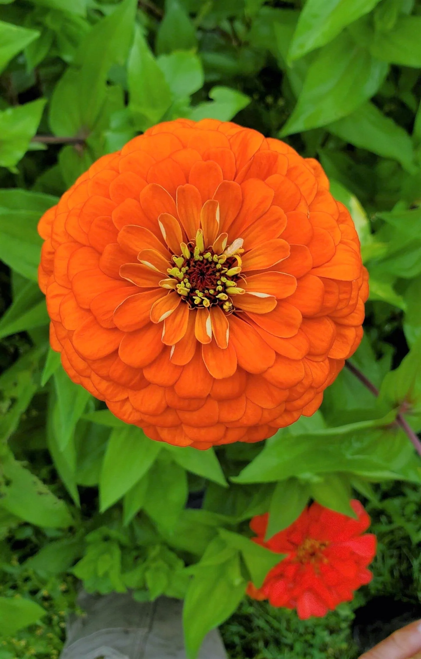 Orange King Zinnia - Image 5