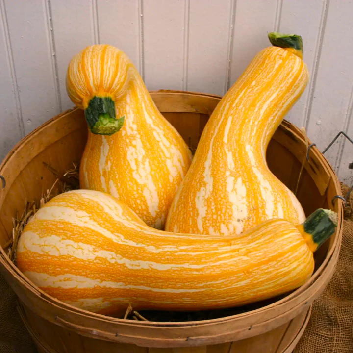Orange Striped Cushaw - Image 2
