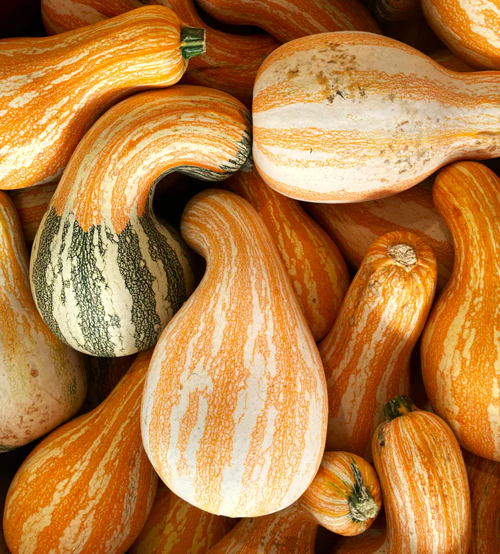 Orange Striped Cushaw - Image 3