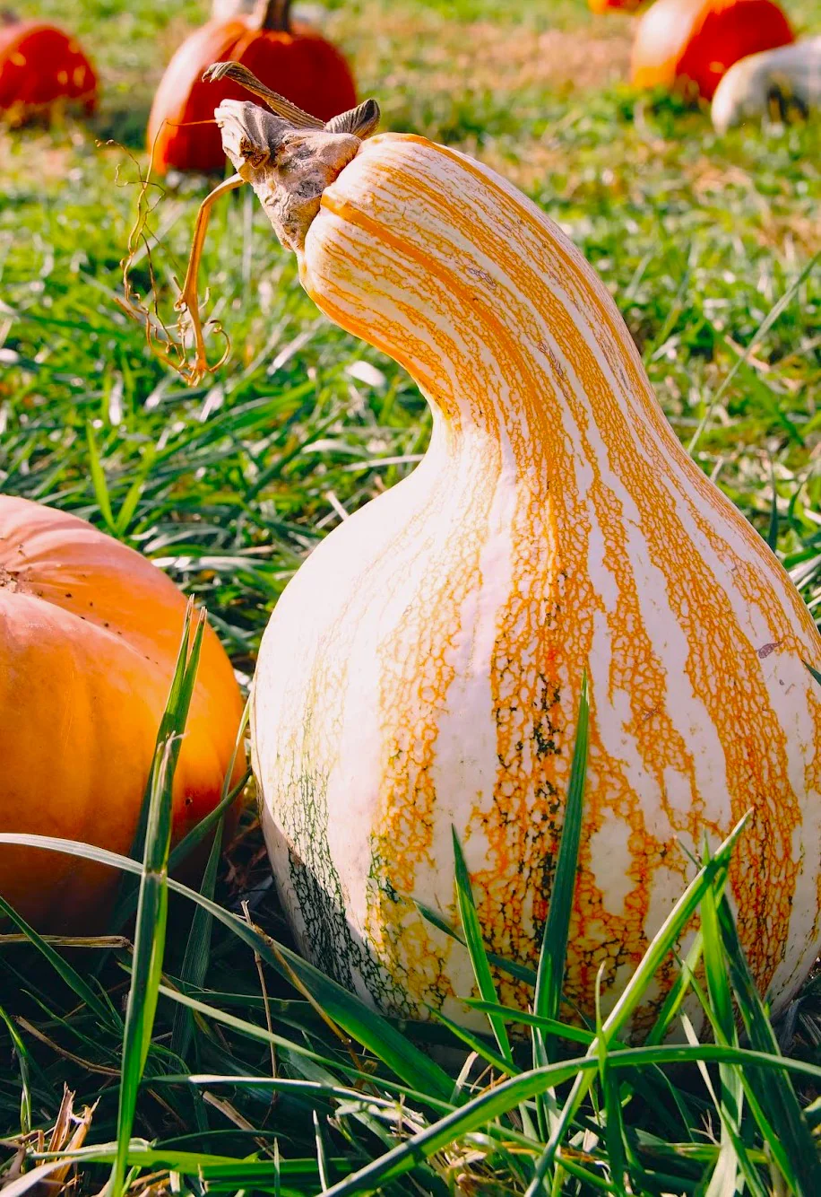 Orange Striped Cushaw - Image 4