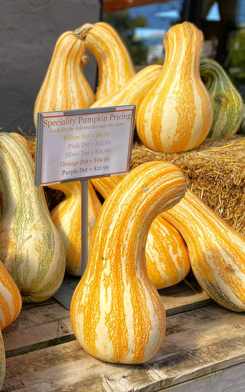 Orange Striped Cushaw - Image 5