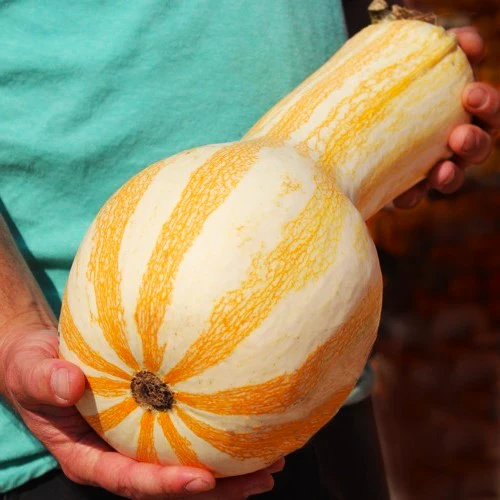 Orange Striped Cushaw - Image 6