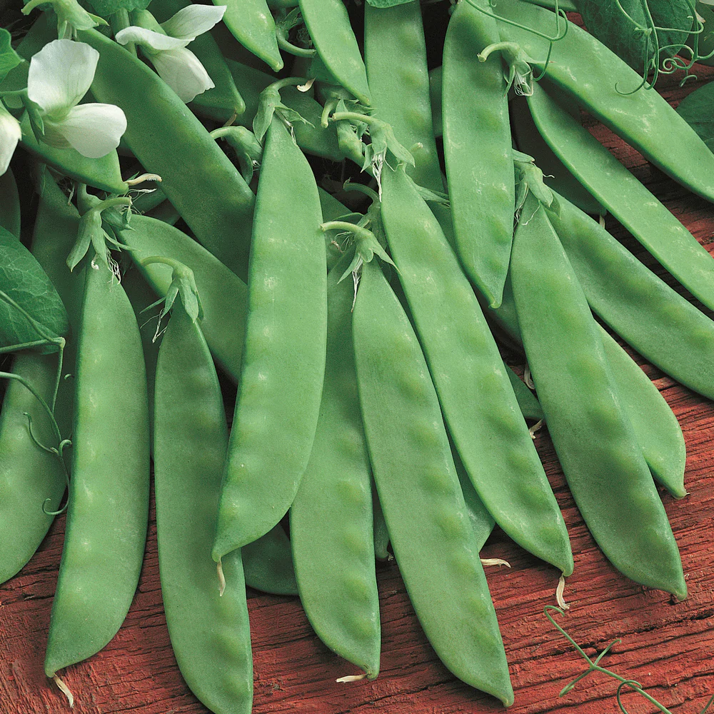 Oregon Sugar Pod II Snow Pea