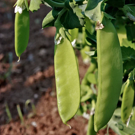 Oregon Sugar Pod II Snow Pea - Image 2