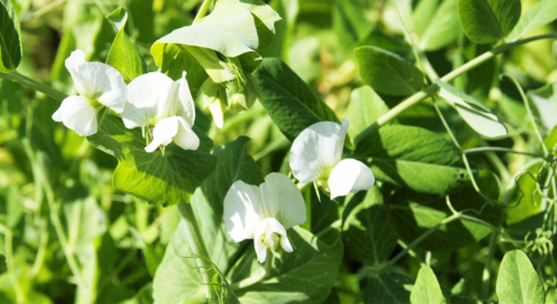 Oregon Sugar Pod II Snow Pea - Image 3