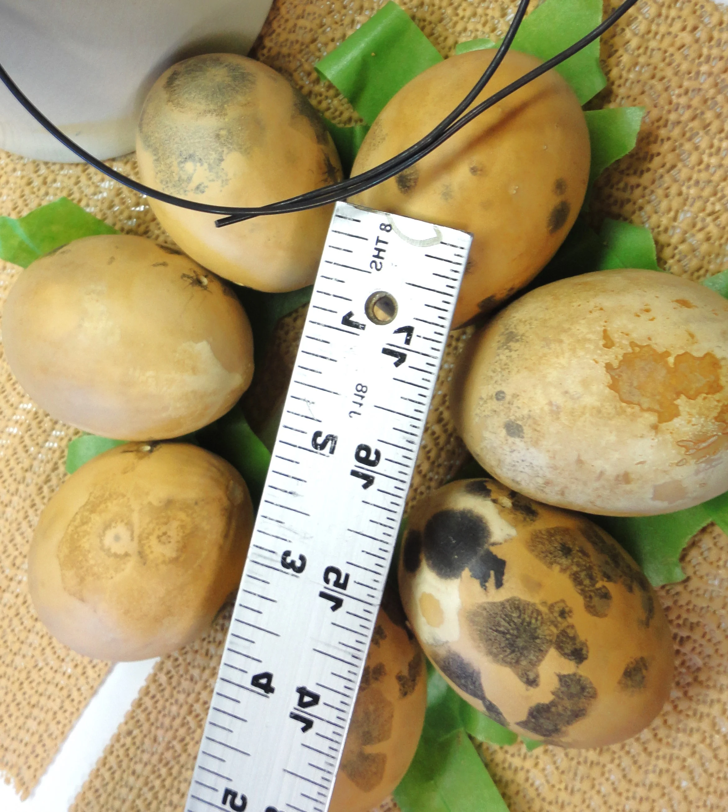 Ozark Nest Egg Ornamental Gourd - Image 10