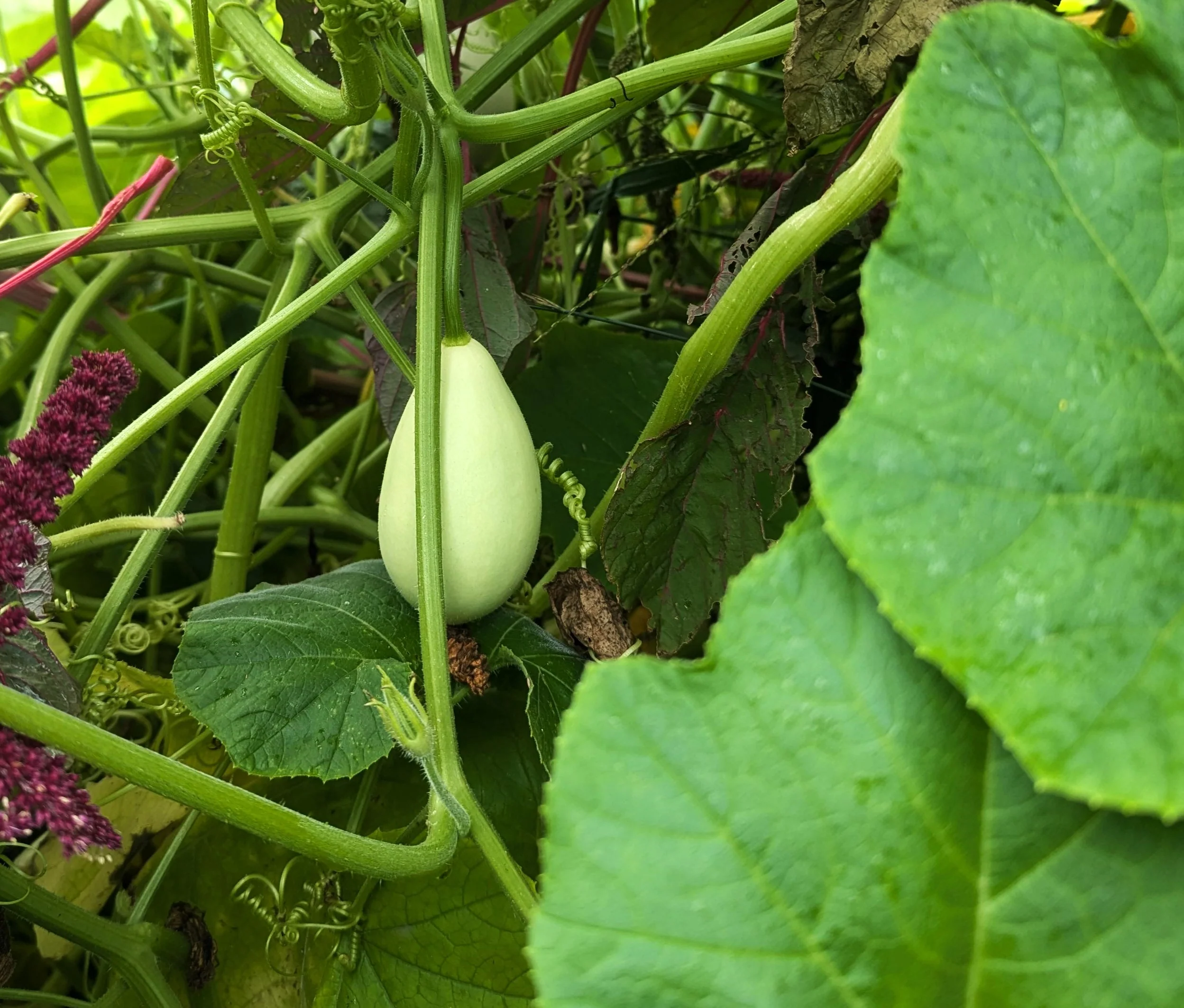 Ozark Nest Egg Ornamental Gourd - Image 2
