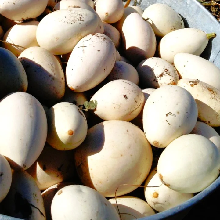 Ozark Nest Egg Ornamental Gourd - Image 3