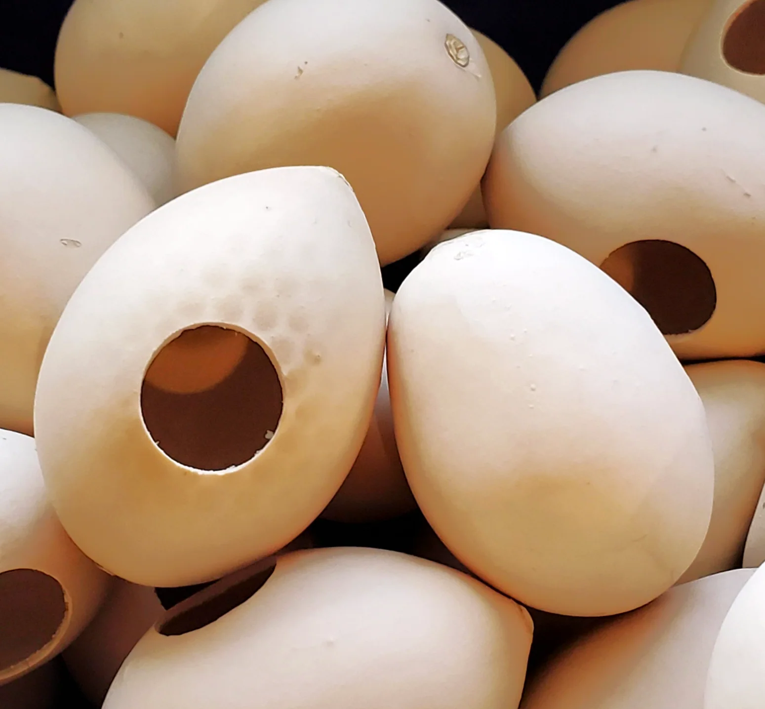 Ozark Nest Egg Ornamental Gourd - Image 4