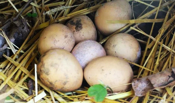 Ozark Nest Egg Ornamental Gourd - Image 5