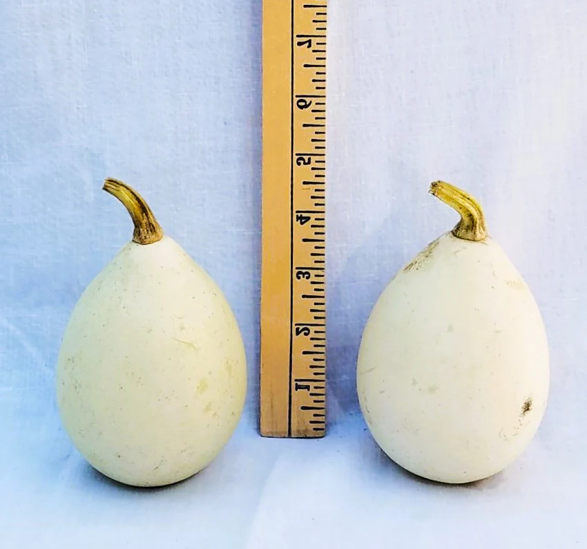 Ozark Nest Egg Ornamental Gourd - Image 6