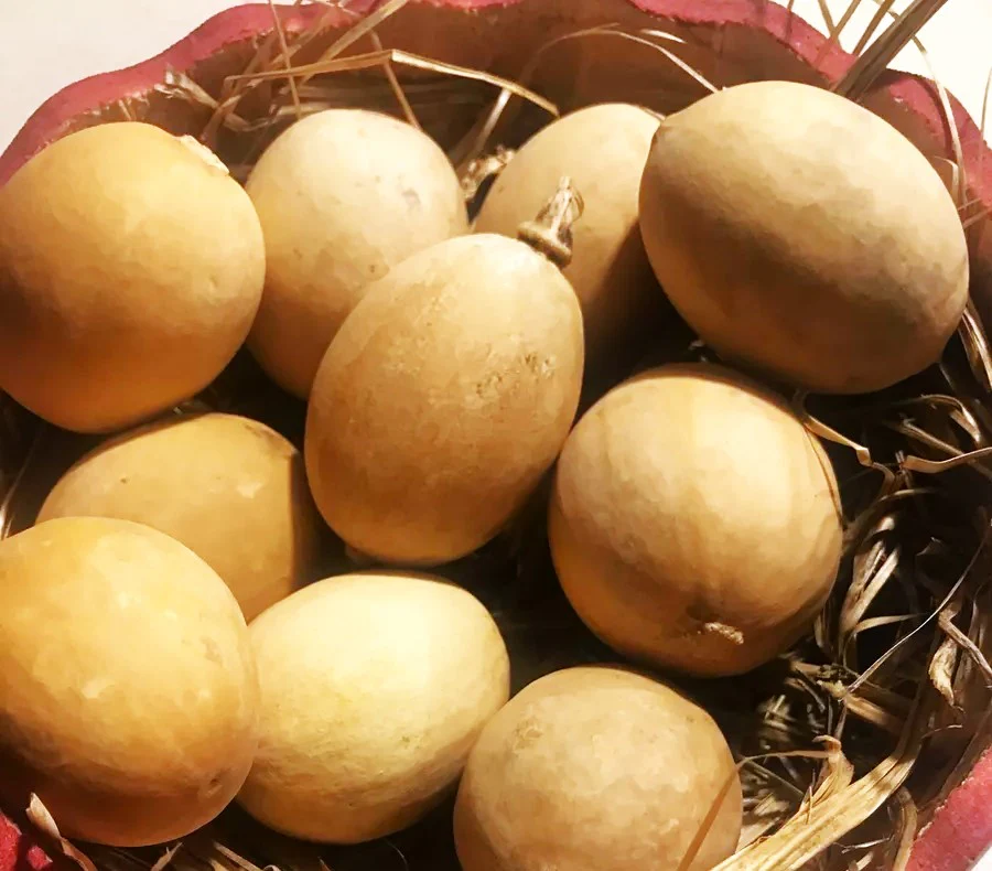 Ozark Nest Egg Ornamental Gourd - Image 7