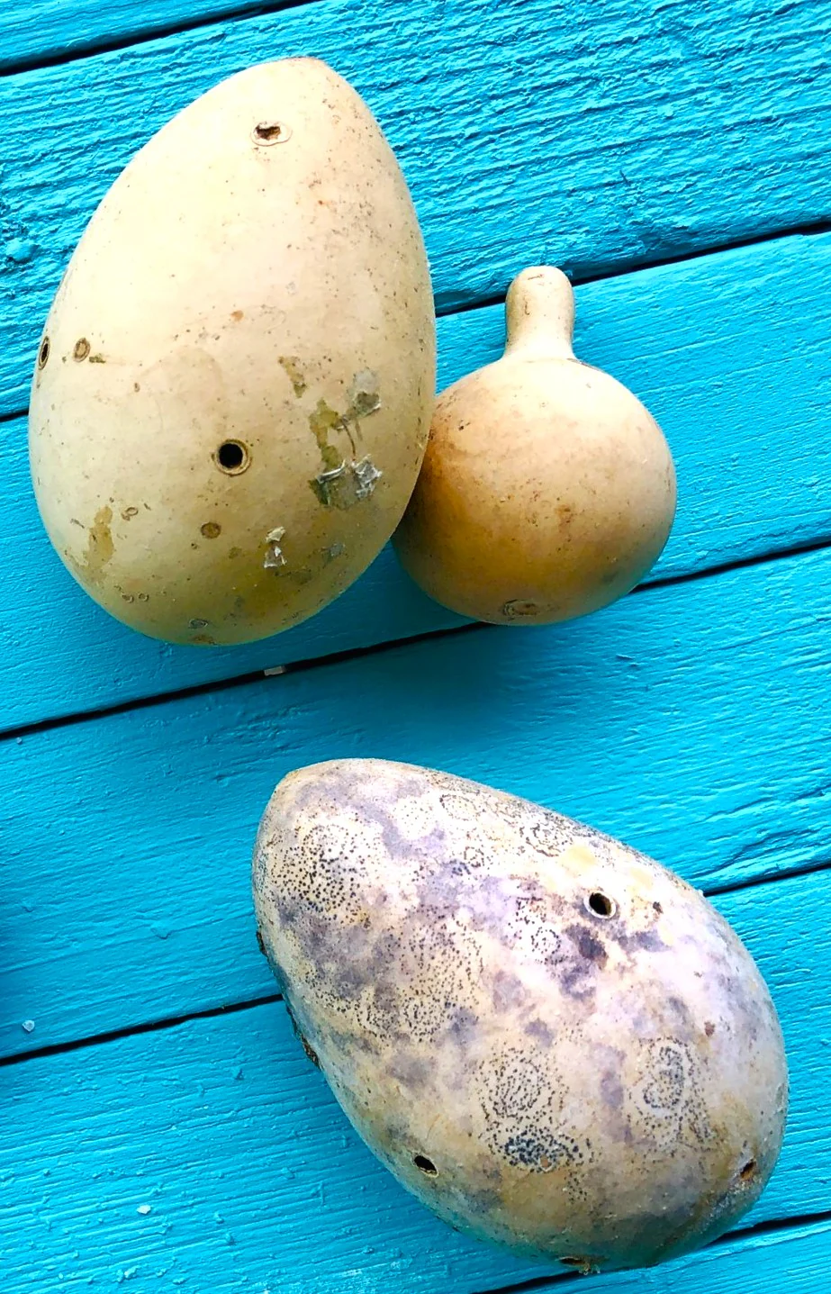 Ozark Nest Egg Ornamental Gourd - Image 8